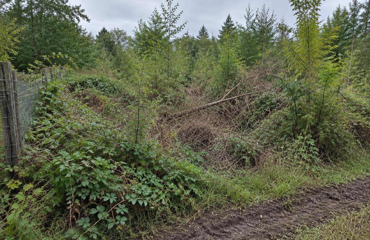 Sample photo: an overgrown lot filled with brambles, brush, and young trees along a wire fence.